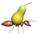 formiga